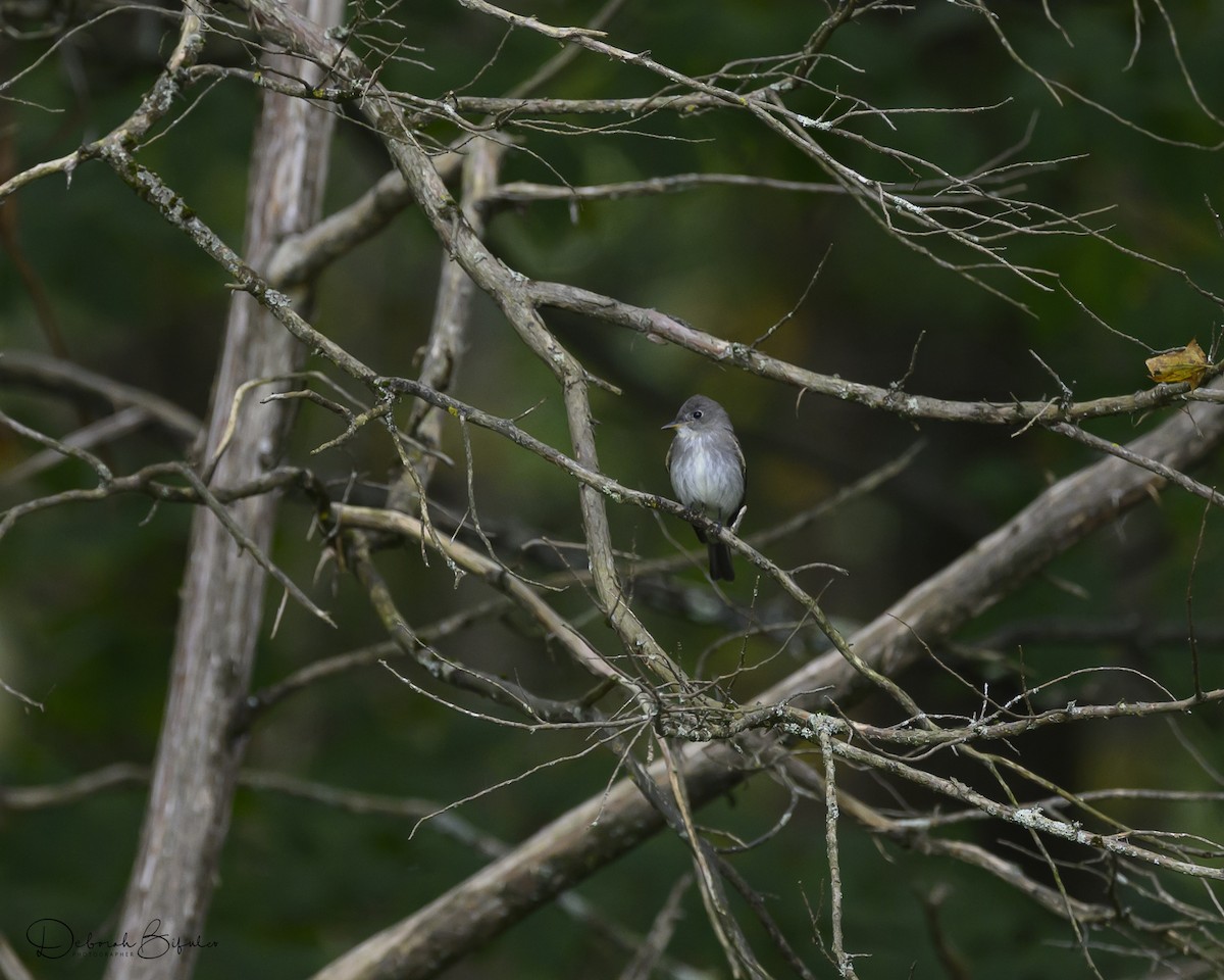 Eastern Wood-Pewee - ML641665029
