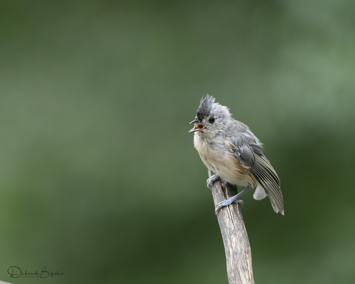 Tufted Titmouse - ML641665033