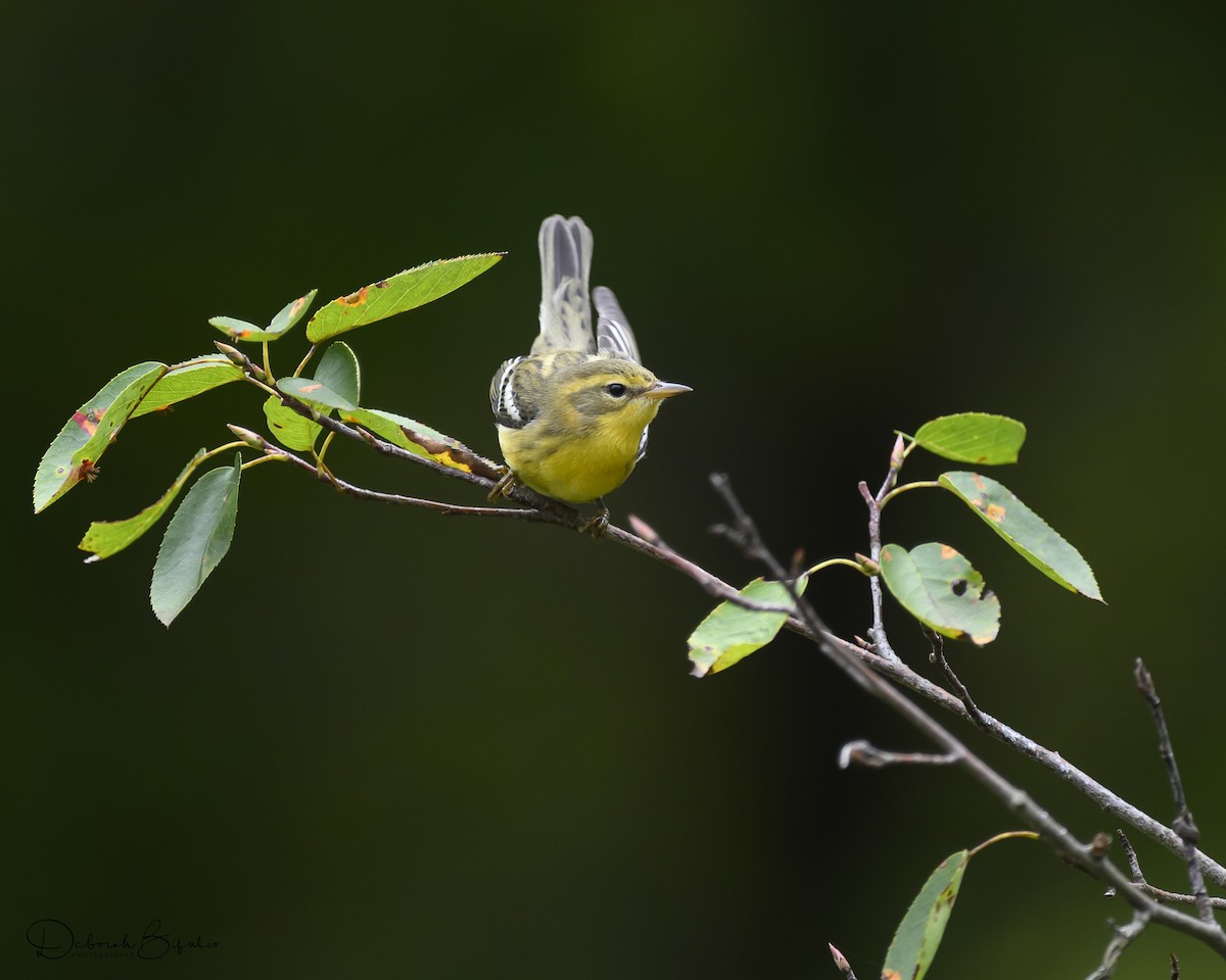 Blackburnian Warbler - ML641665048