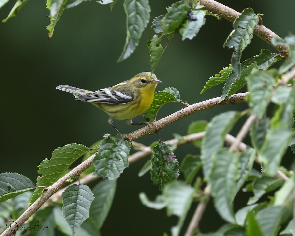 Blackburnian Warbler - ML641665049