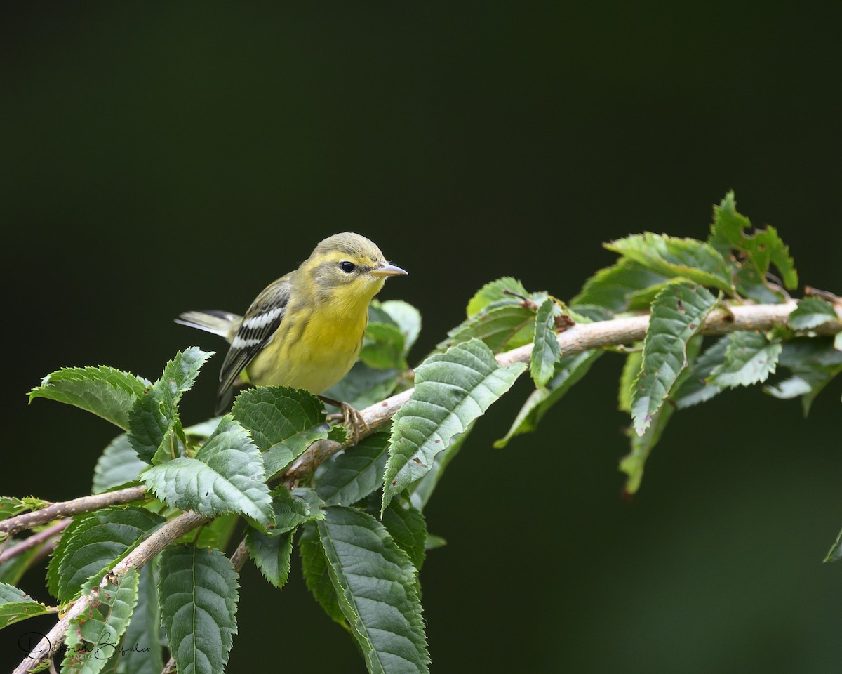 Blackburnian Warbler - ML641665050