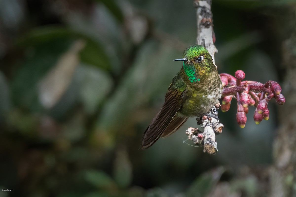 Tyrian Metaltail - ML641665051