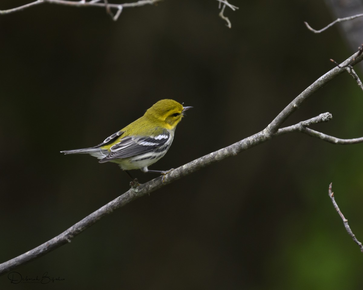 Black-throated Green Warbler - ML641665052