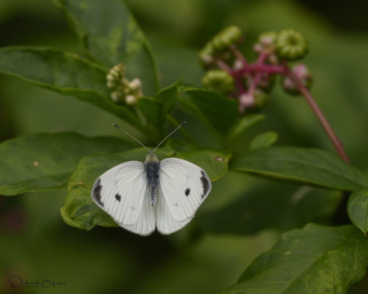 Cabbage White - ML641665056