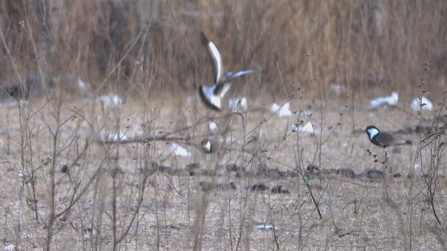Spur-winged Lapwing - ML641665058
