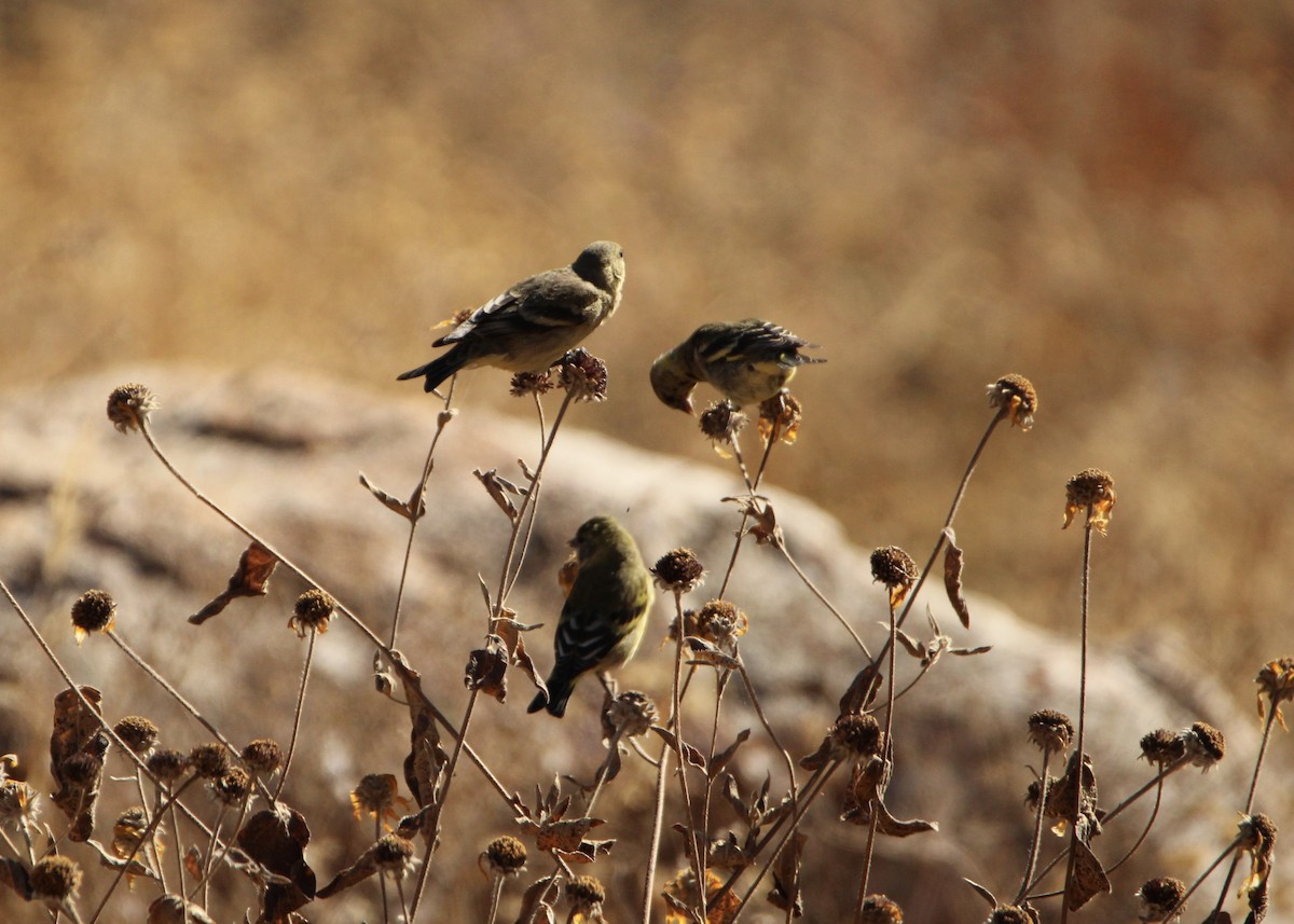 Hooded Siskin - ML641665064