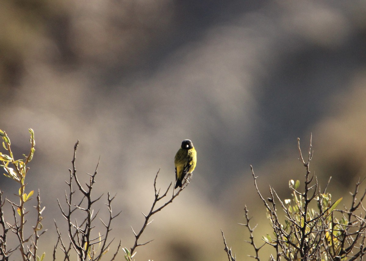 Hooded Siskin - ML641665065