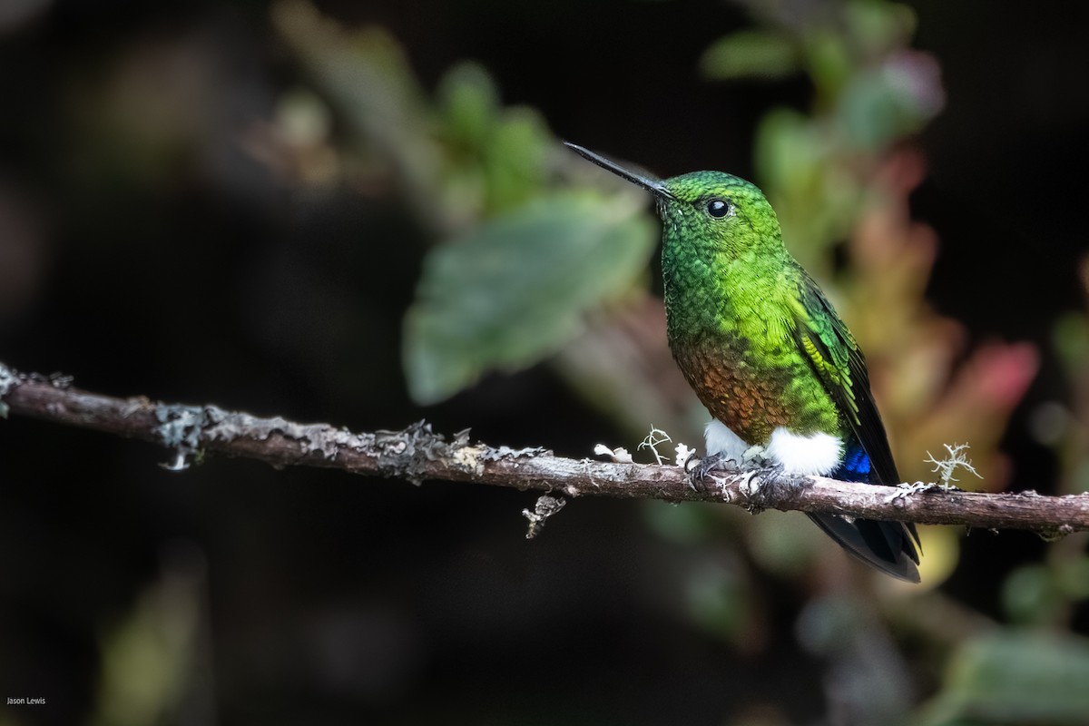 Coppery-bellied Puffleg - ML641665072