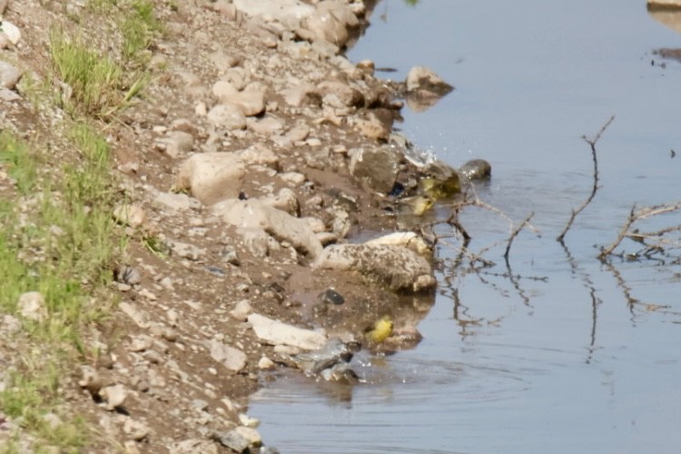 Grassland Yellow-Finch - ML641665081