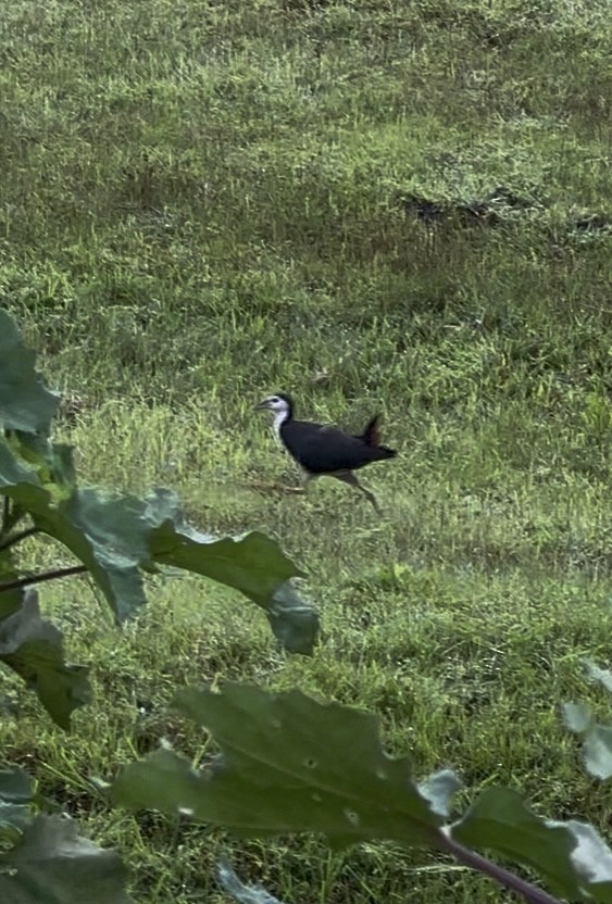 白腹秧雞 - ML641665149