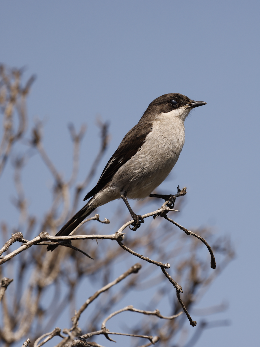 Fiscal Flycatcher - ML641665181