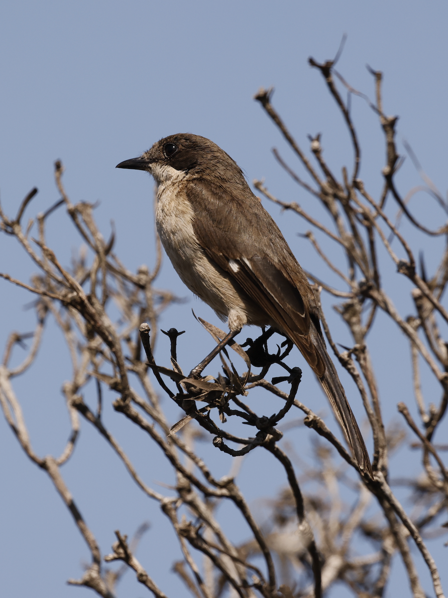 Fiscal Flycatcher - ML641665184