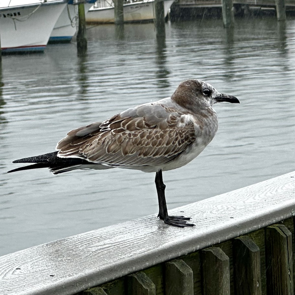 Laughing Gull - ML641665207