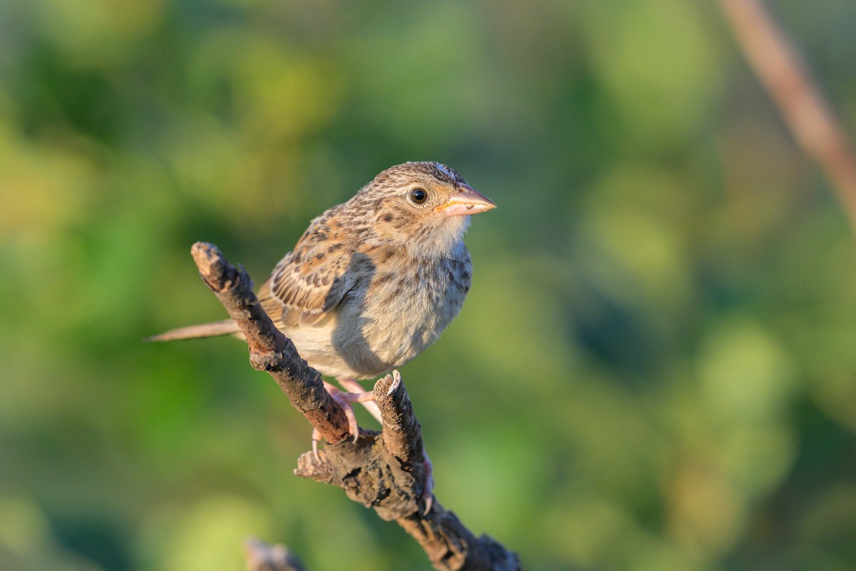 Grasshopper Sparrow - ML641665274