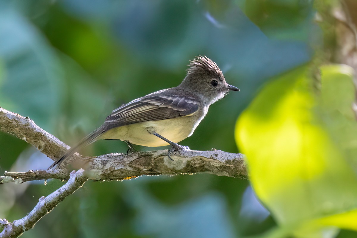 Yellow-bellied Elaenia - ML641665293