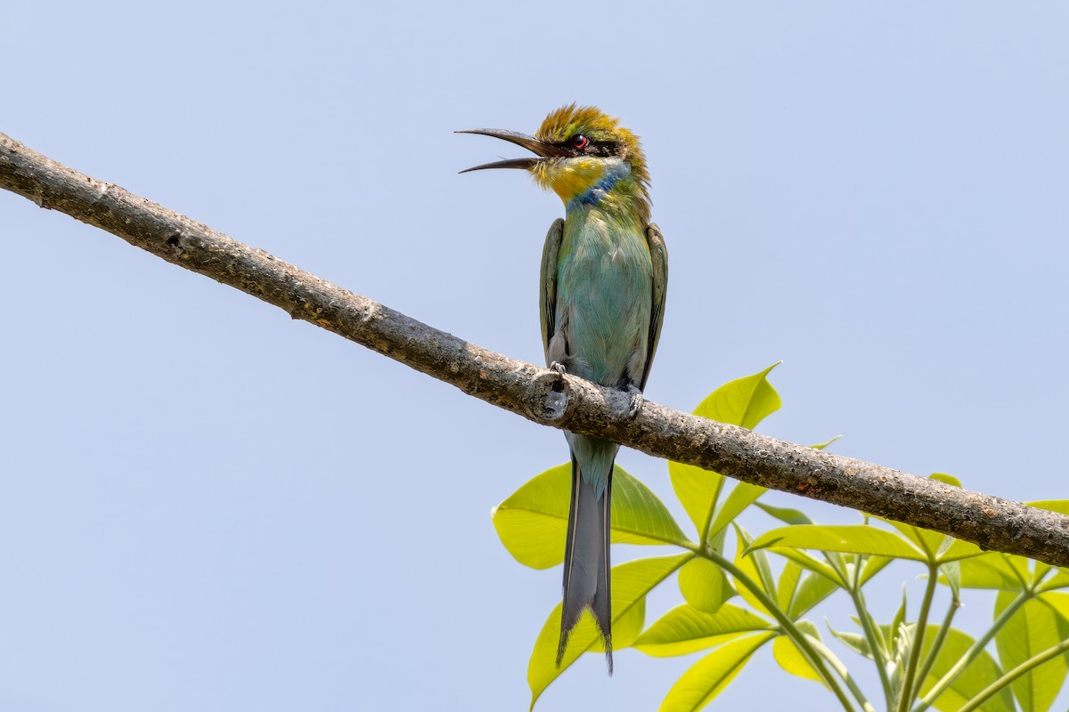 Swallow-tailed Bee-eater - ML641665310