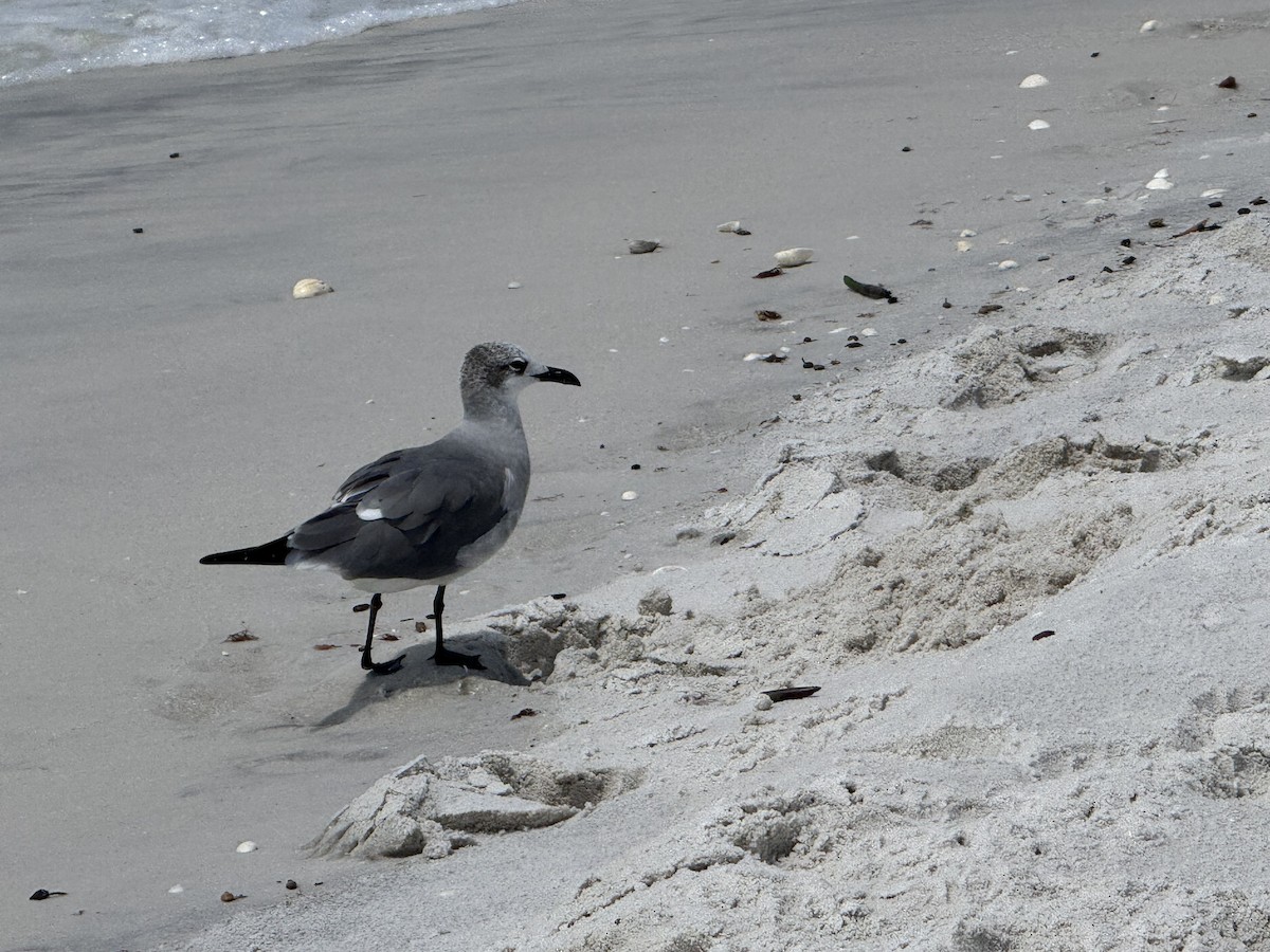 Antxeta mokogorri amerikarra - ML641665396