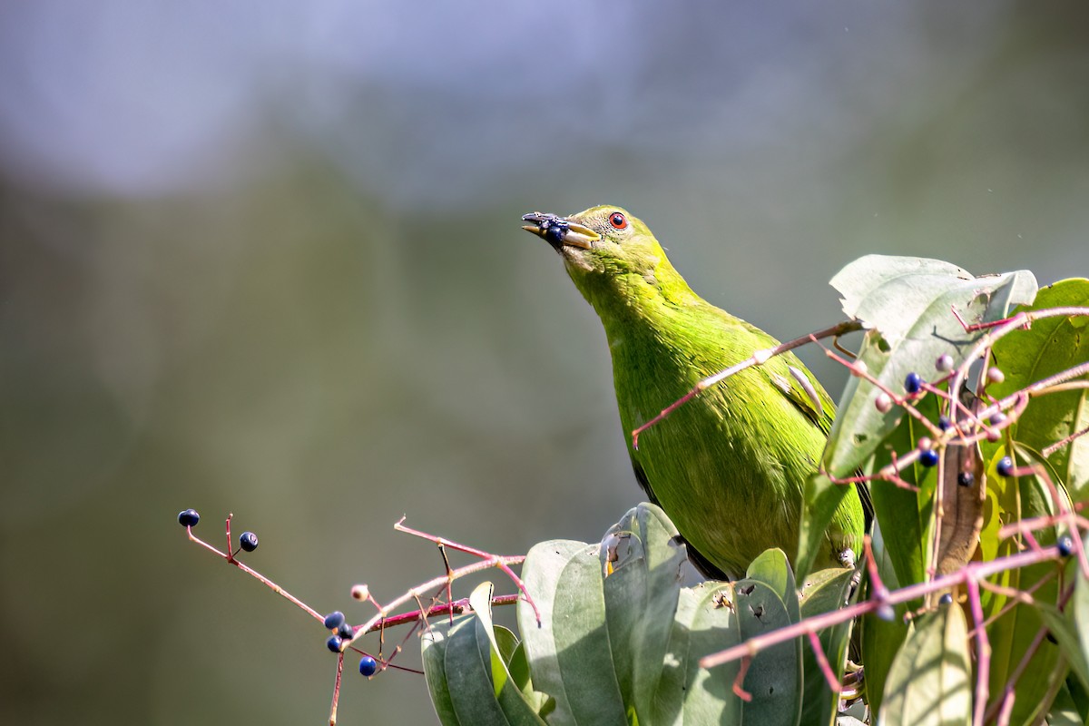 Green Honeycreeper - ML641665419