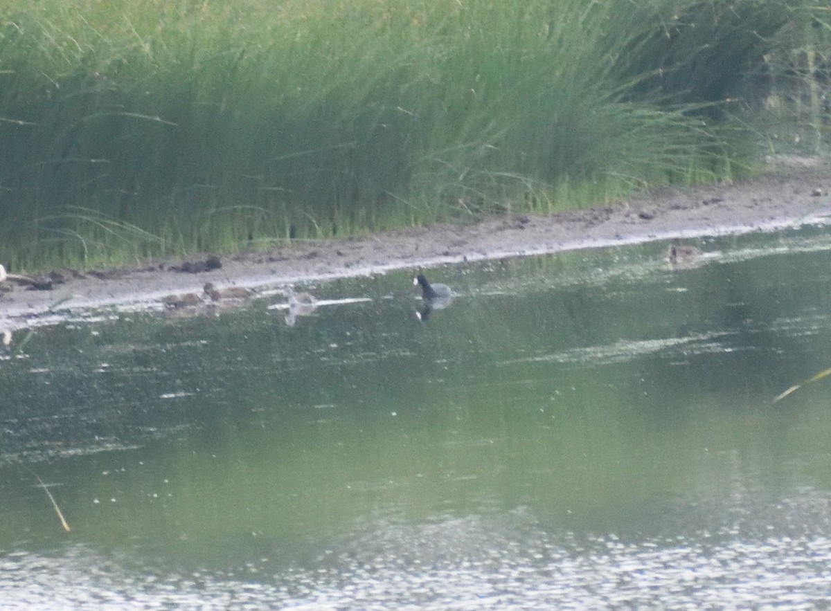American Coot (Red-shielded) - ML641665439