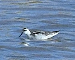 svømmesnipe - ML641665472