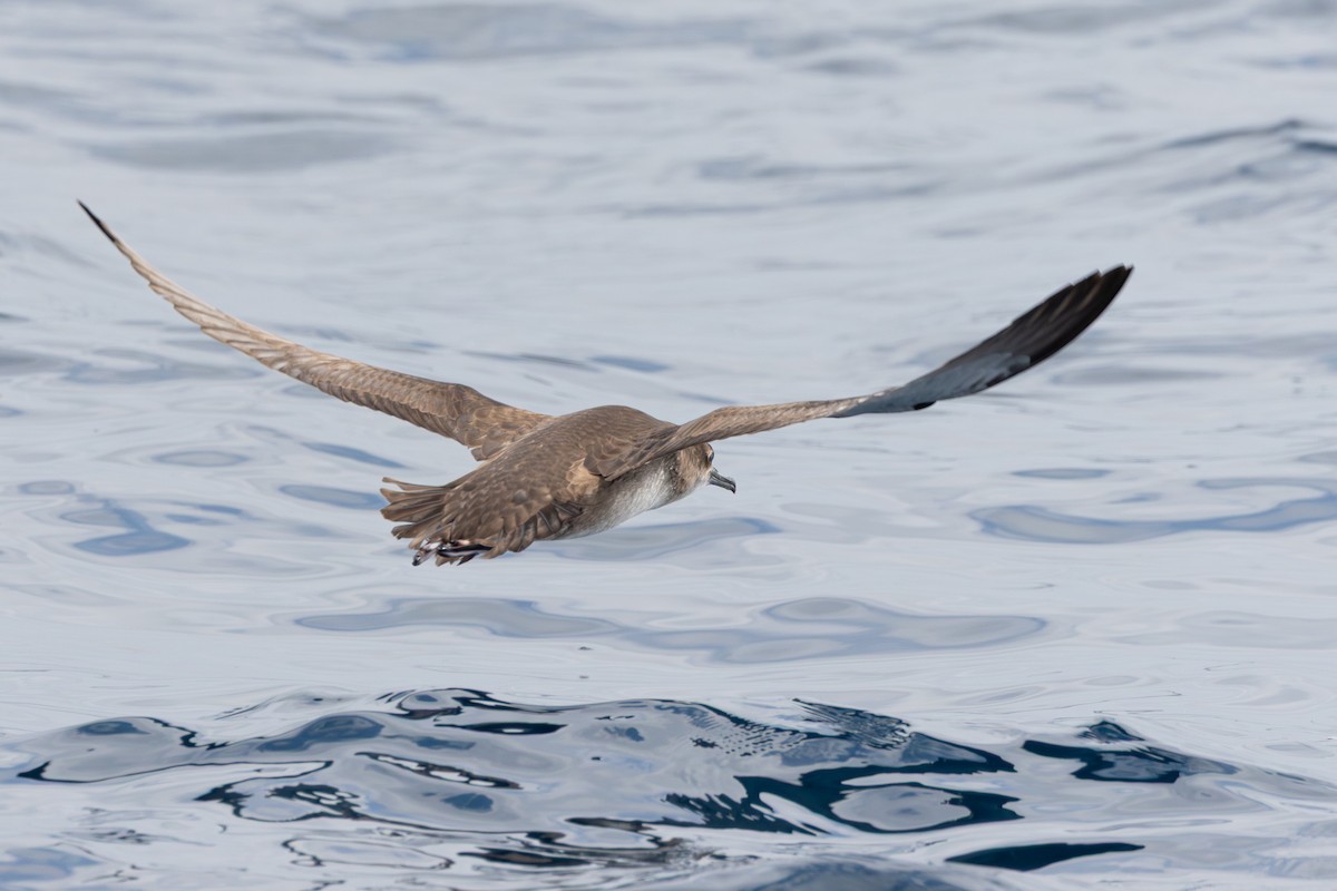 Balearic Shearwater - ML641665485
