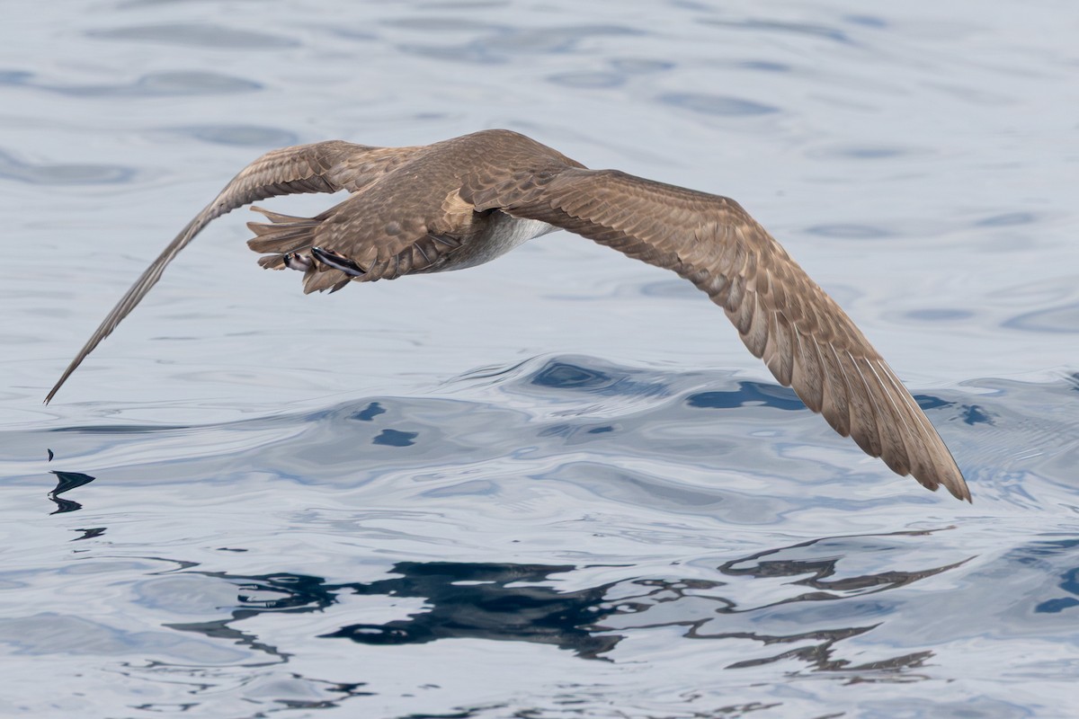 Balearic Shearwater - ML641665486