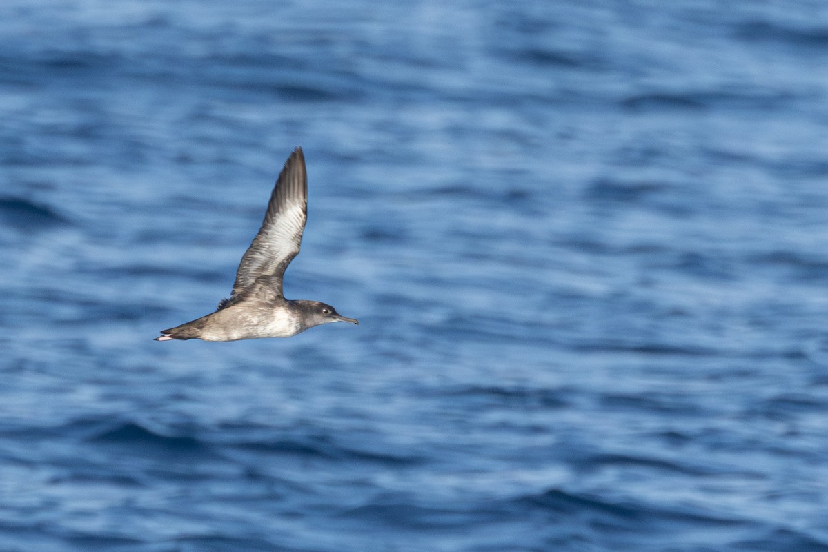 Balearic Shearwater - ML641665488