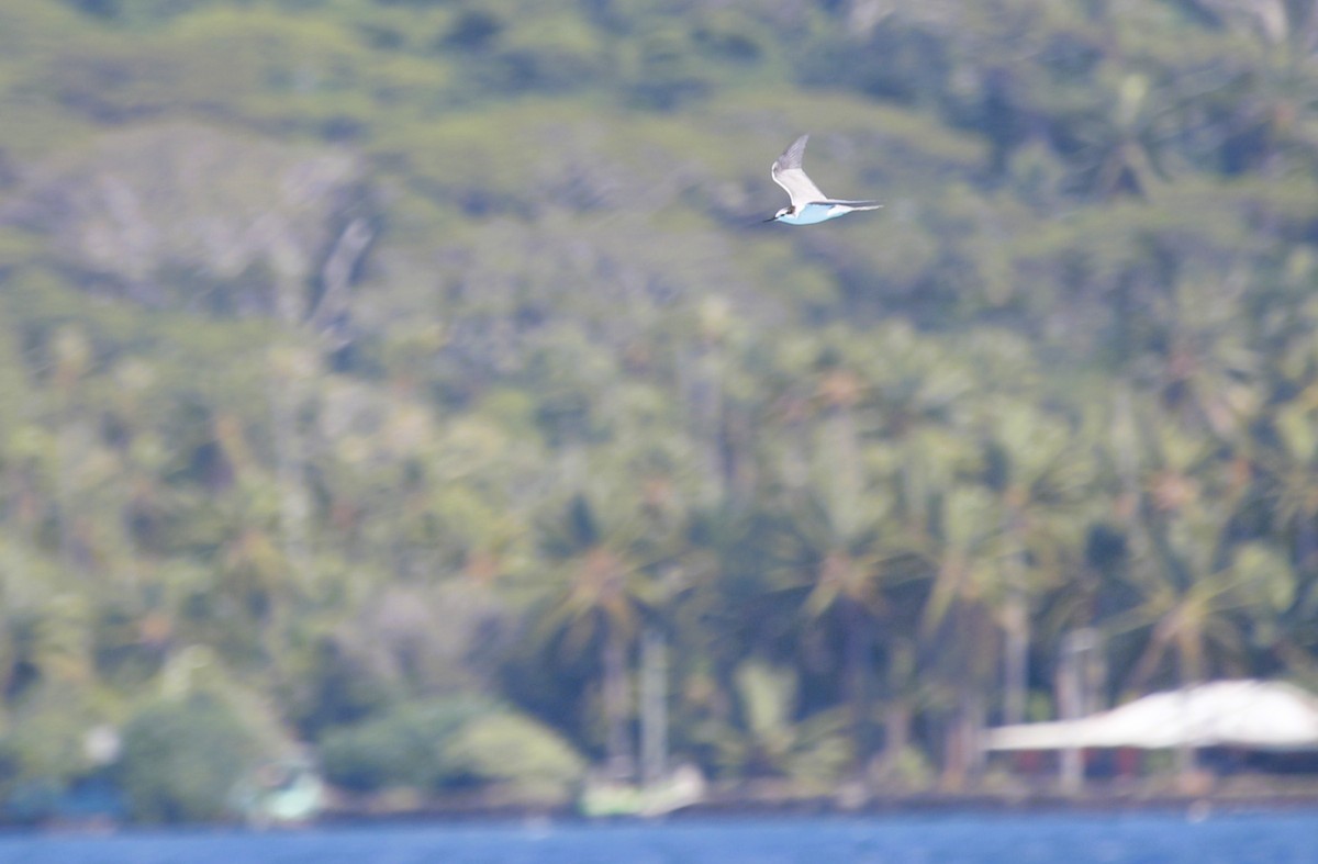 Gray-backed Tern - ML641665520