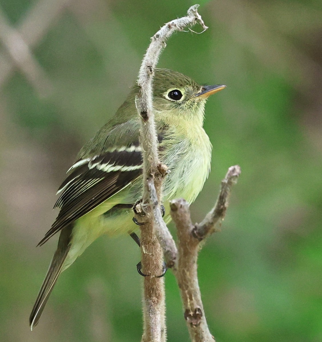 Sarı Karınlı Boreal Sinekkapan - ML641665522
