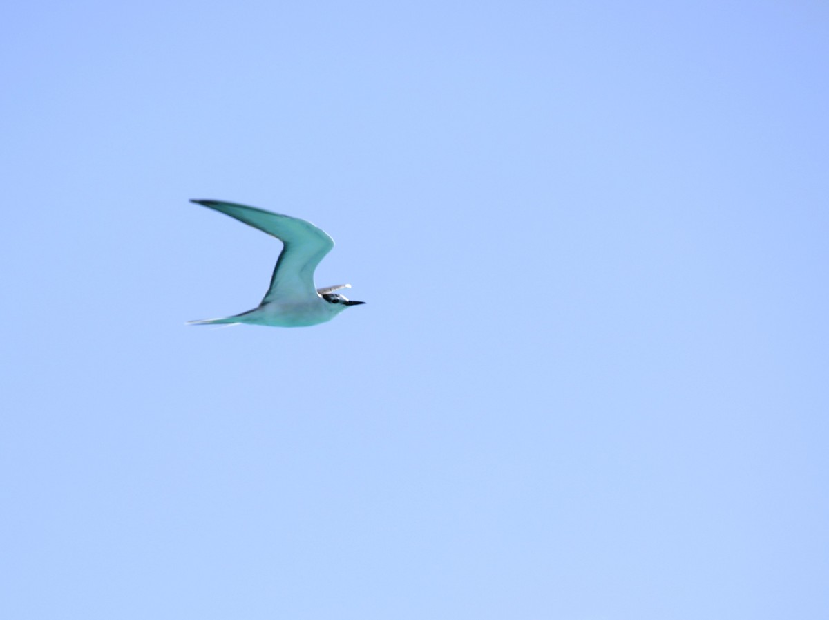 Gray-backed Tern - ML641665532