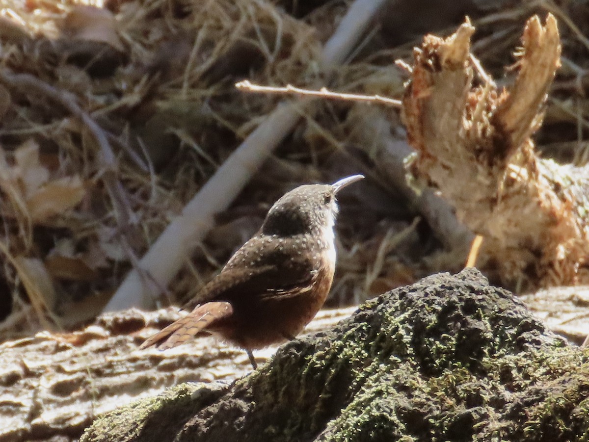Canyon Wren - ML641665553
