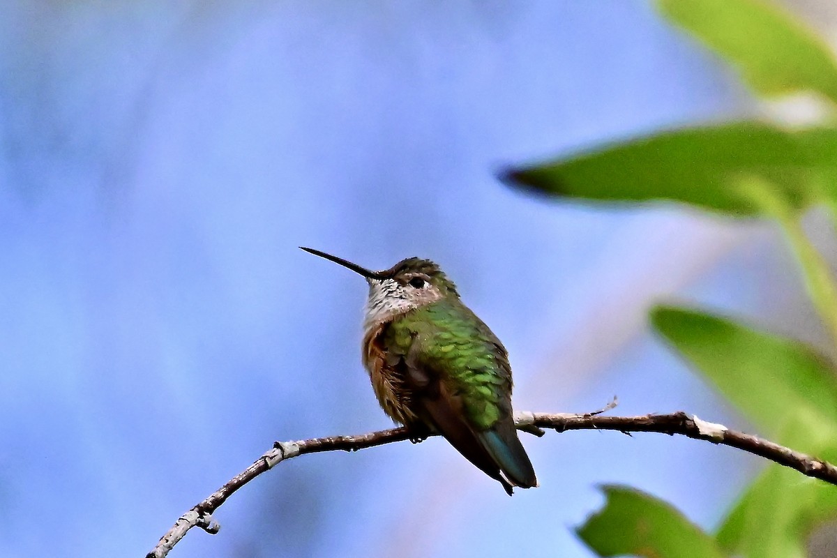 Broad-tailed Hummingbird - ML641665557