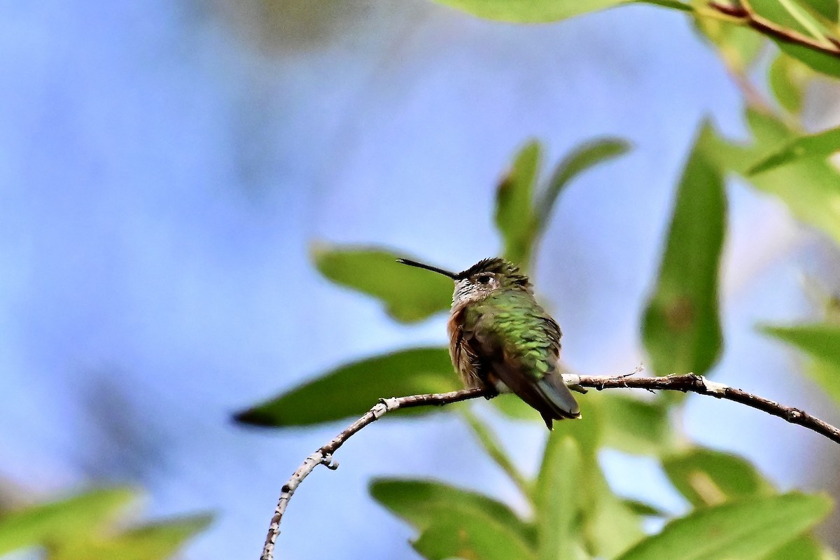 Broad-tailed Hummingbird - ML641665558