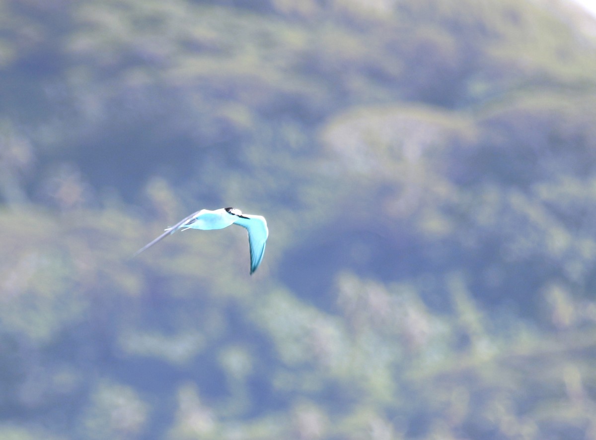 Gray-backed Tern - ML641665568