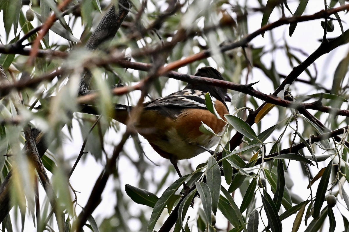 Spotted Towhee - ML641665588
