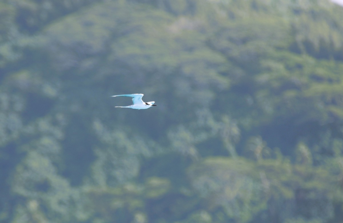 Gray-backed Tern - ML641665607