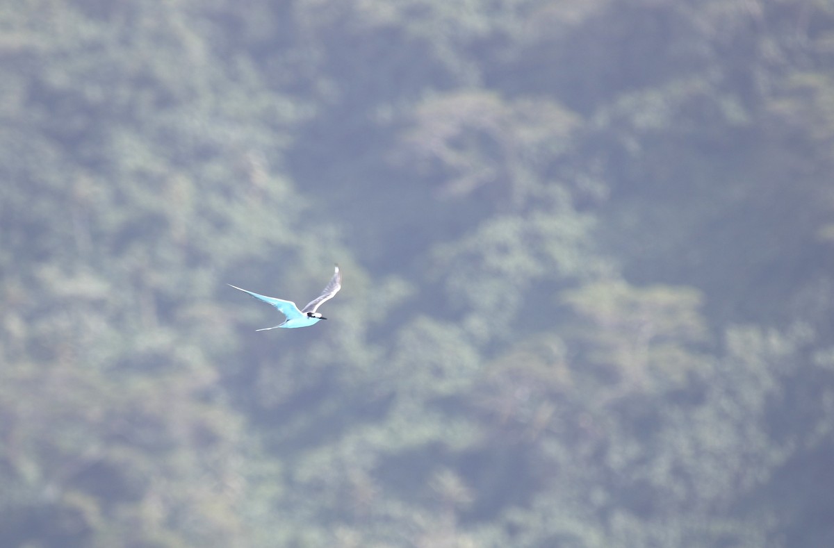 Gray-backed Tern - ML641665614