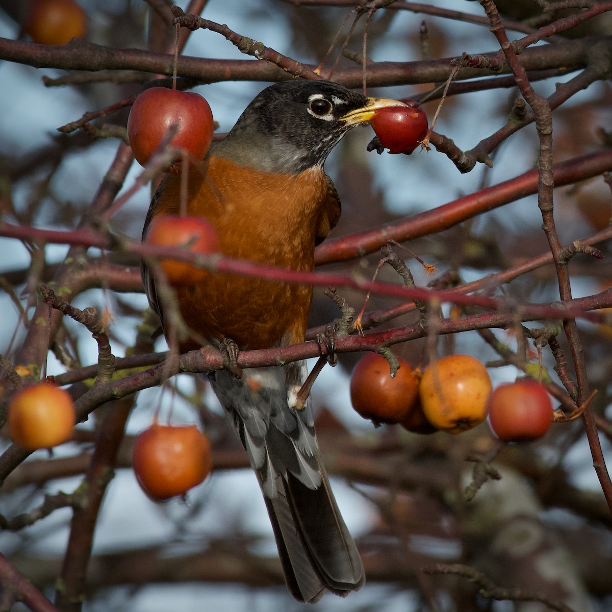 American Robin - ML641665625