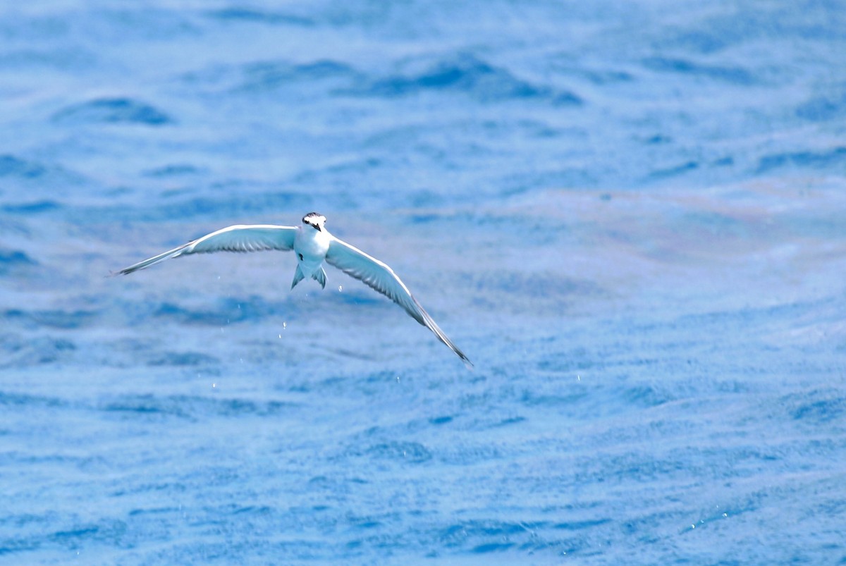 Gray-backed Tern - ML641665631
