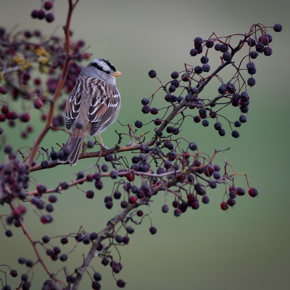 White-crowned Sparrow - ML641665633