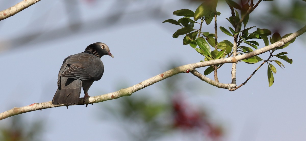 White-crowned Pigeon - ML641665638