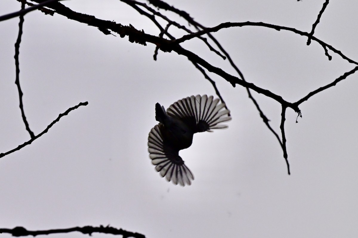 Western Wood-Pewee - ML641665645
