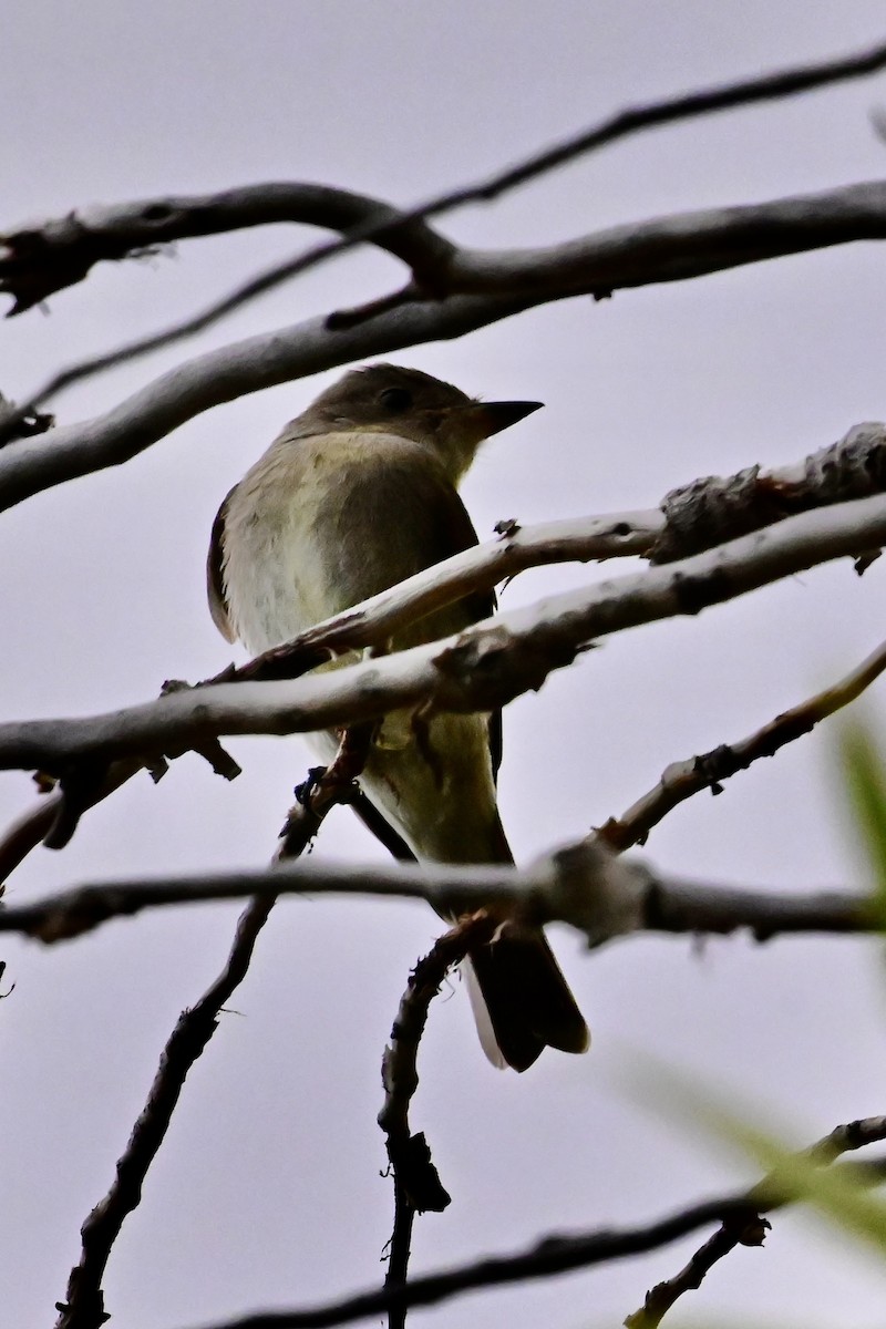 Western Wood-Pewee - ML641665647