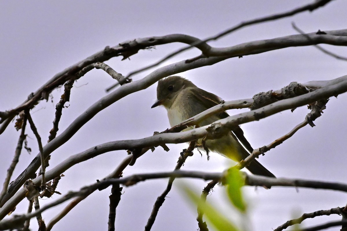 Western Wood-Pewee - ML641665649
