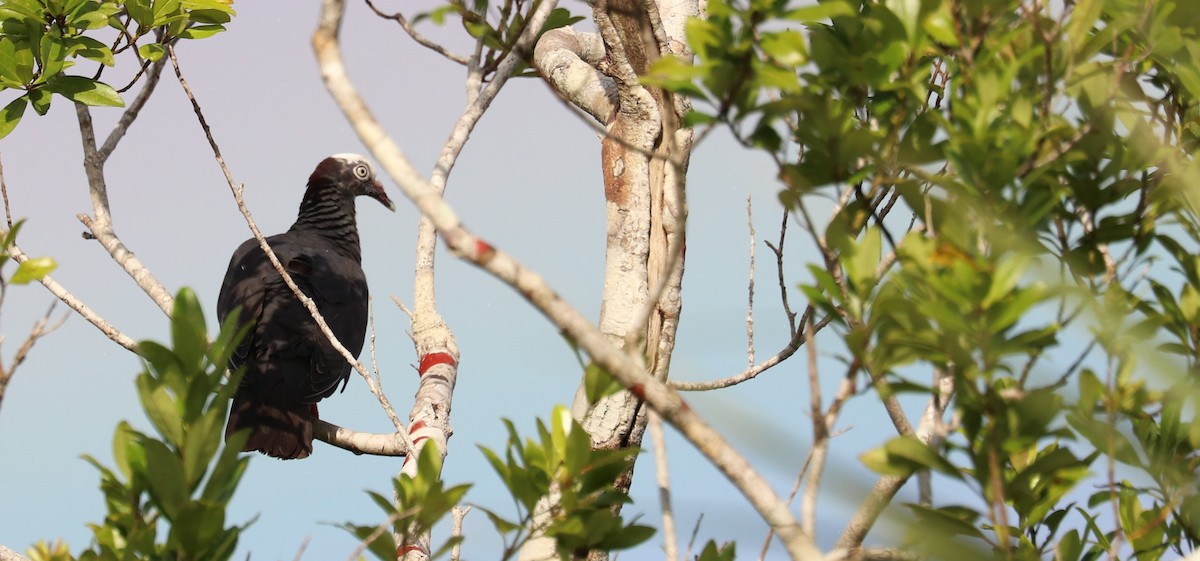 White-crowned Pigeon - ML641665661