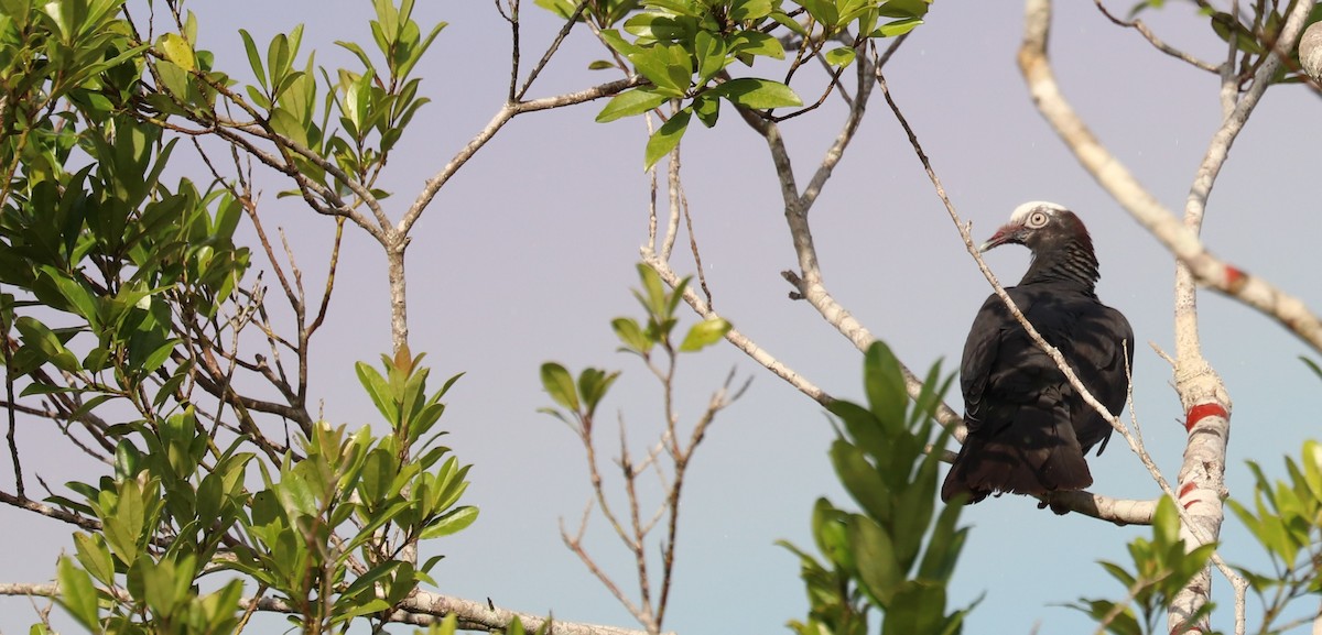White-crowned Pigeon - ML641665695
