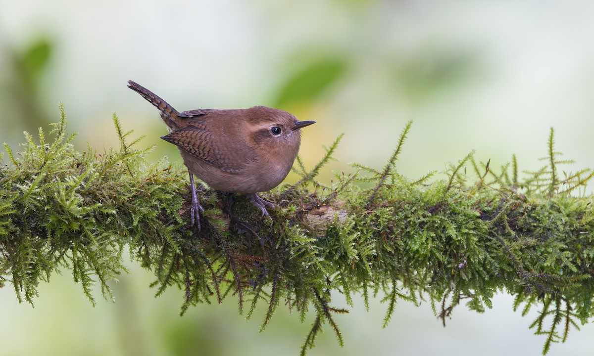 Mountain Wren - ML641665699