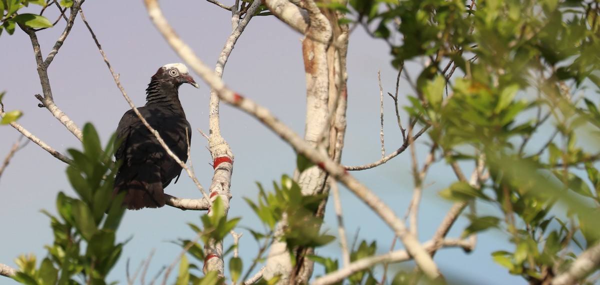 White-crowned Pigeon - ML641665715