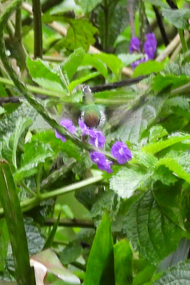 Greenish Puffleg - ML641665722