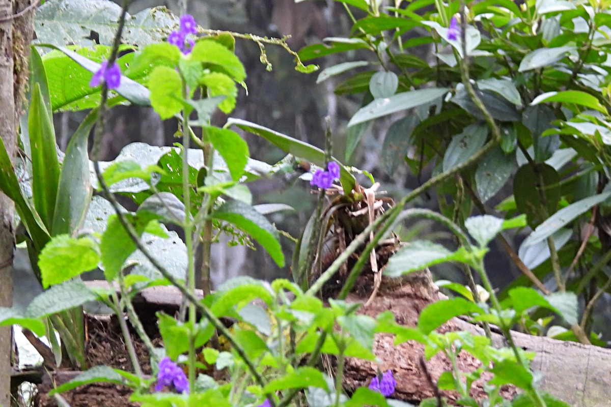 Greenish Puffleg - ML641665725